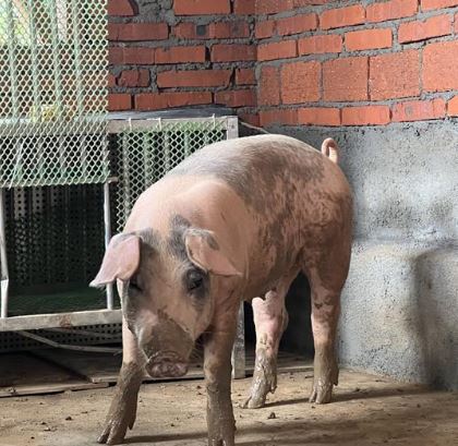 “猪坚强2.0”母猪被洪水冲到下游 卡冷气室外机10多小时活命