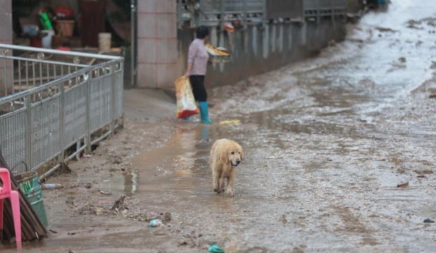 “猪坚强2.0”母猪被洪水冲到下游 卡冷气室外机10多小时活命