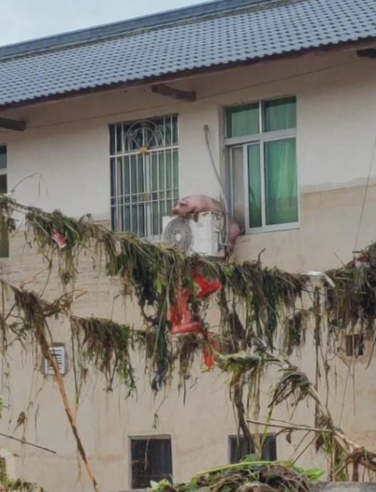 “猪坚强2.0”母猪被洪水冲到下游 卡冷气室外机10多小时活命