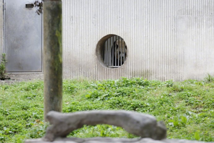 “福宝”返回中国后首度亮相 （附直播连结）