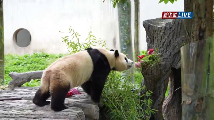 “福宝”返回中国后首度亮相 （附直播连结）