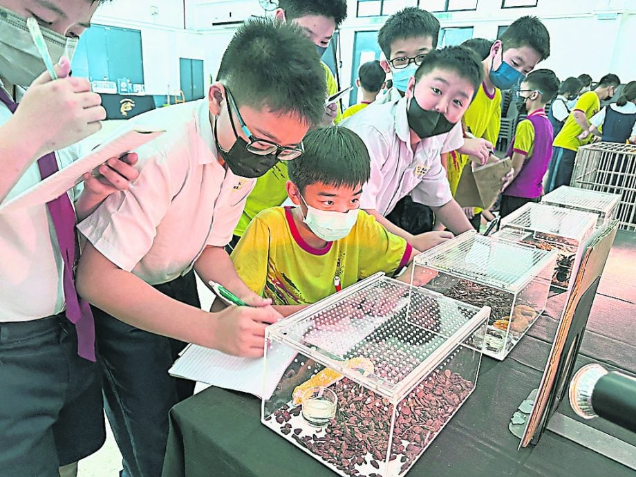 ■三合兴小学首办 迷你动物展 增知识(主 首