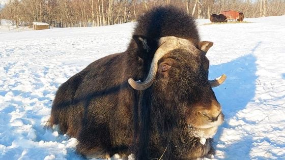 【美国】穿越冰雪，陆游阿拉斯加