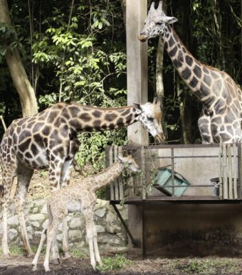 世界长颈鹿日:长颈鹿正在易危,保育刻不容缓!