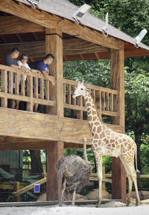 世界长颈鹿日:长颈鹿正在易危,保育刻不容缓!