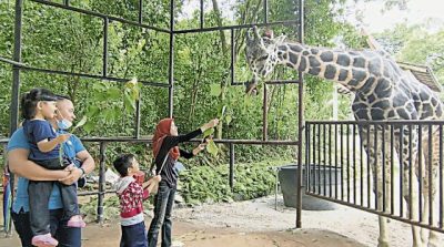 世界长颈鹿日:长颈鹿正在易危,保育刻不容缓!