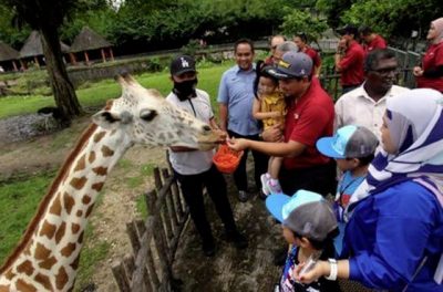 世界长颈鹿日:长颈鹿正在易危,保育刻不容缓!