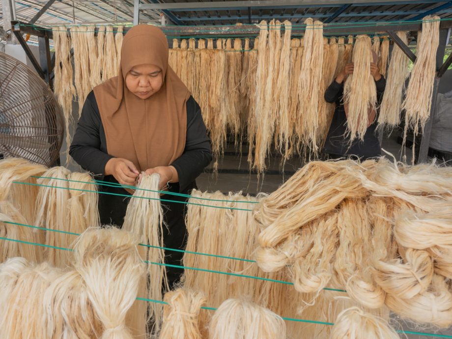 东:大马黄梨工业局访吉兰丹，参观黄梨醋及洋麻纤维加工厂。