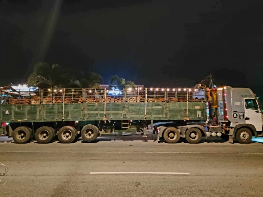 东:2名男子昨晚在马泰边境企图走私69头牛以在哈芝节前夕牟利,却东窗事发被执法部队扣留。这些牛只价值34万5000令吉。