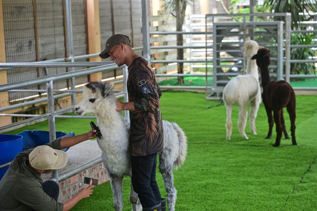 东:天气酷热,连动物也受不了!瓜拉伯浪拉兹雅动物园5头动物难顶热浪而中暑死亡。