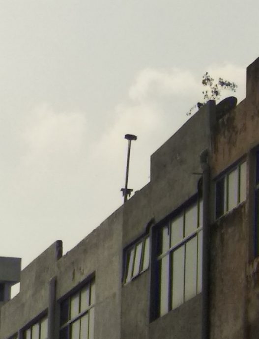 东:文德甲市区淡马鲁路和莫喜乾街后巷楼上燕屋引燕声巨响,附近居民受不了