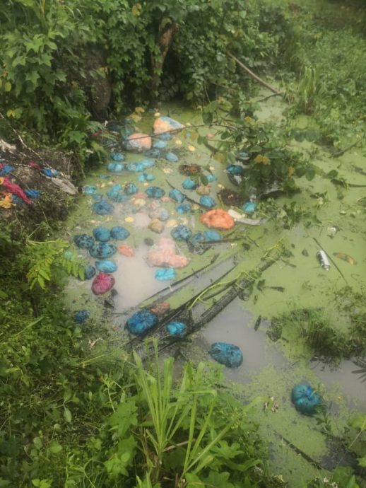 东：油棕园小沟遭人乱丢家禽内脏小园主气煞