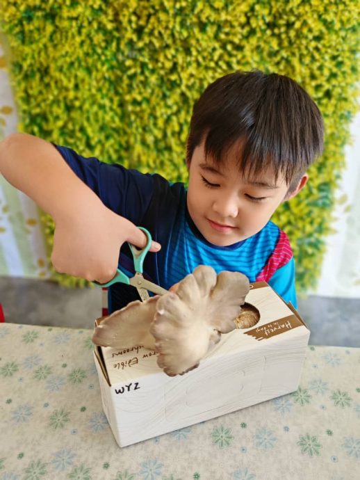 东:金马梳华小师生种植盒养菇2周收成