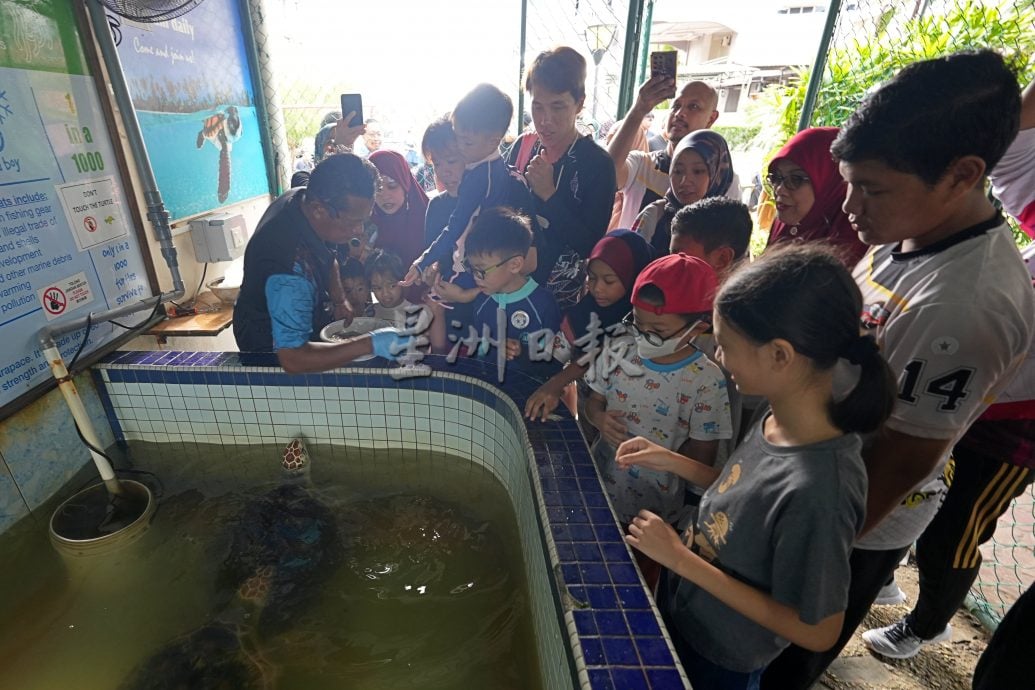 供星洲网(刊期6月14日)半岛心旅行:花数小时时光 看尽海龟漫长且困难的一生