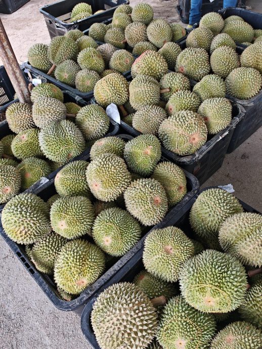 全国／副部长陈泓缣：希望槟城榴梿农友搭上列车