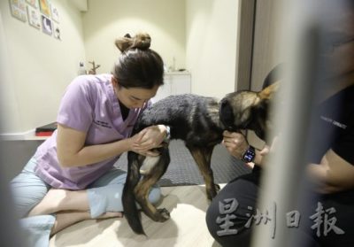 动物脊椎治疗师林诗仪/揭开动物性情大变的真实原因