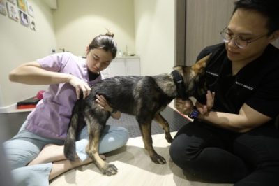 动物脊椎治疗师林诗仪/揭开动物性情大变的真实原因