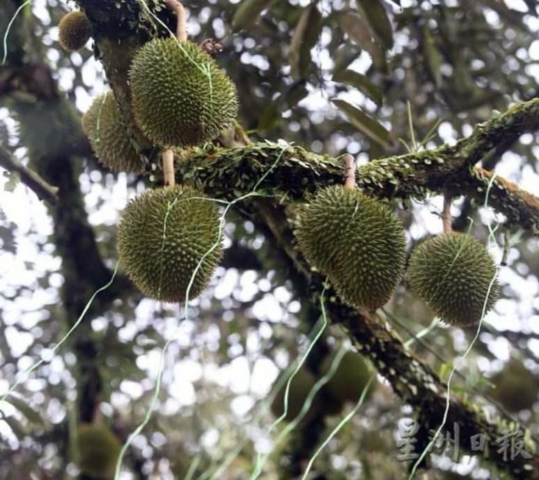 (取代签发)东05:彭果农公会呼吁榴梿农民申请MyGAP,积极出口榴梿鲜果至中国