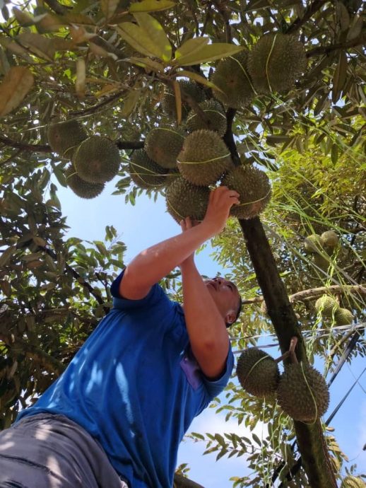 (取代签发)东05:彭果农公会呼吁榴梿农民申请MyGAP,积极出口榴梿鲜果至中国