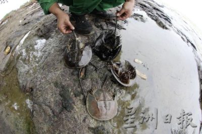 古老物种鲎，遭遇油污之灾