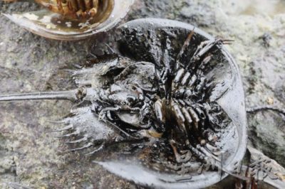 古老物种鲎，遭遇油污之灾