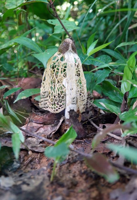 星角摄:在森林保护区内的玻璃市草药园(大北马)