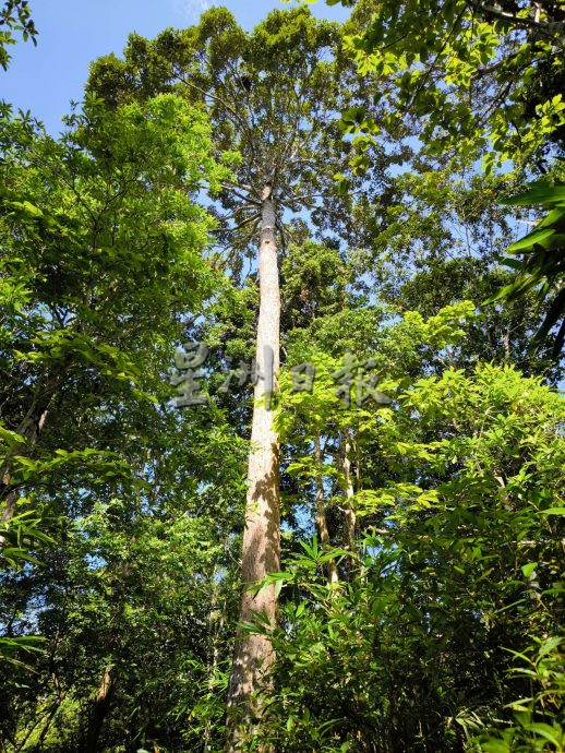 星角摄:在森林保护区内的玻璃市草药园(大北马)