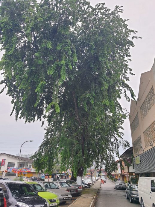 大都会封面副/老树根拱起撑破地砖