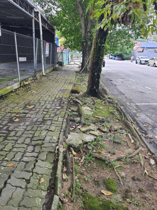 大都会封面副/老树根拱起撑破地砖