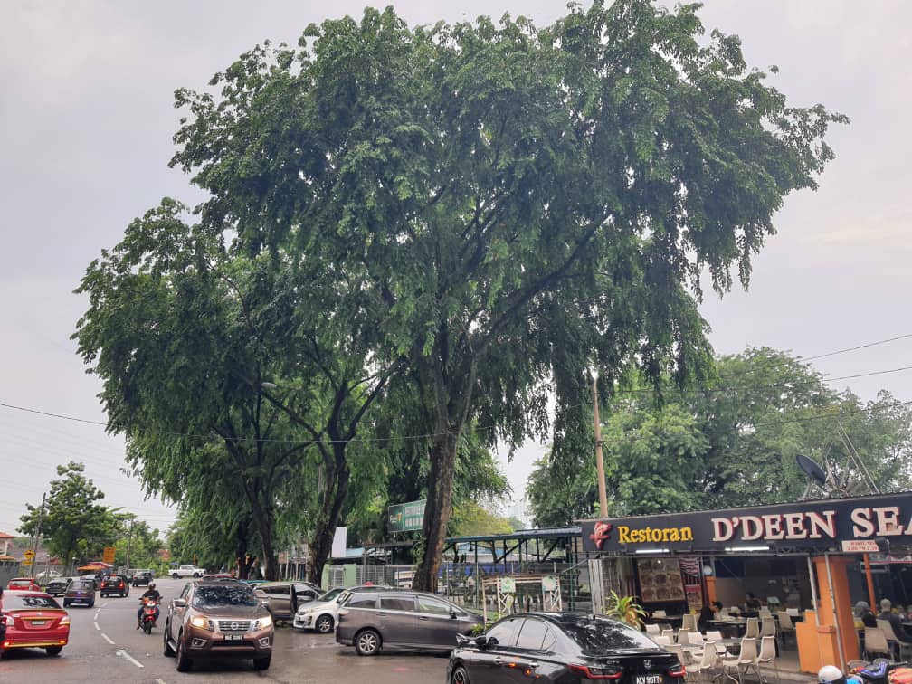 大都会封面副/老树根拱起撑破地砖