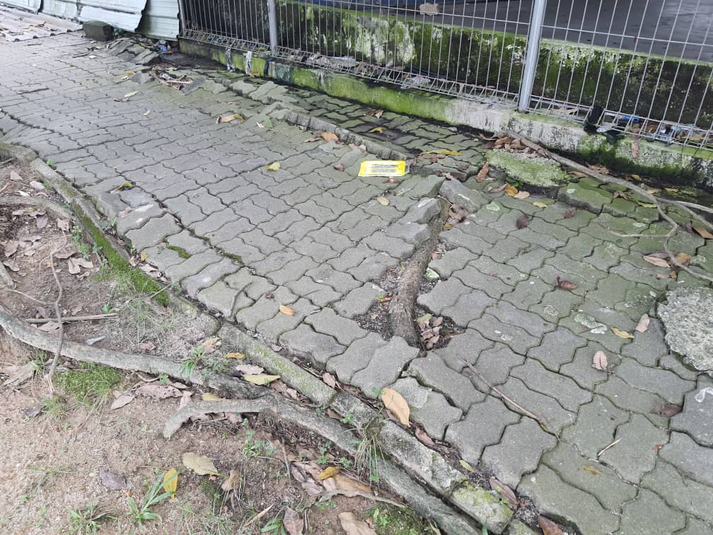 大都会封面副/老树根拱起撑破地砖