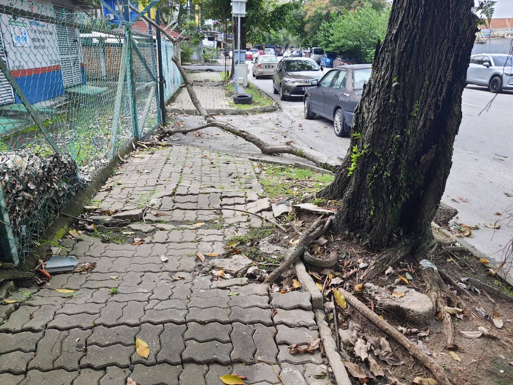 大都会封面副/老树根拱起撑破地砖