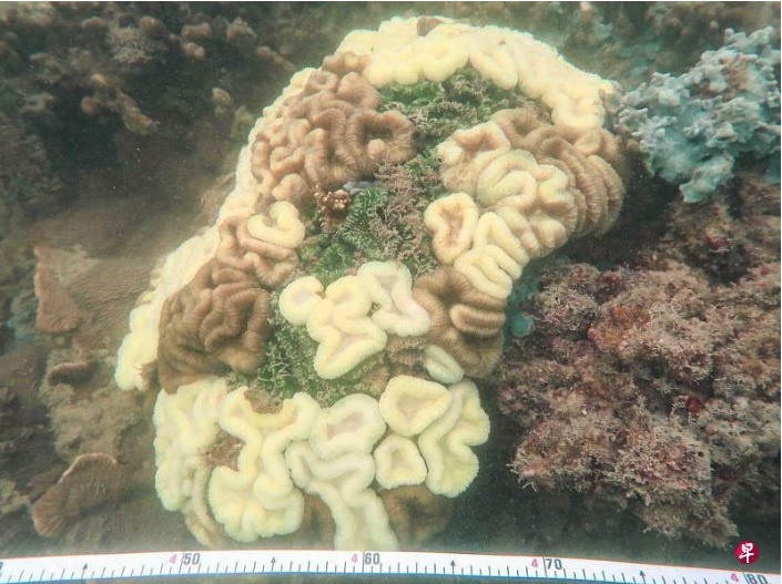 **已签即时国际**全国：狮城撞船漏油事故恰巧碰上小潮期，专家：否则将严重危害海洋生物