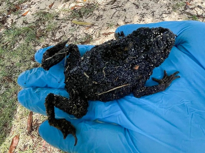 **已签即时国际**全国：狮城撞船漏油事故恰巧碰上小潮期，专家：否则将严重危害海洋生物