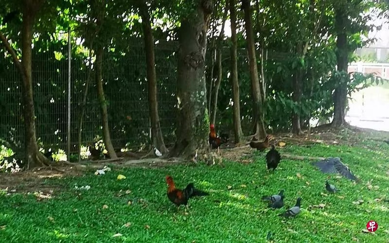 *已签发*柔:狮城二三事:鸡啼扰梦乌鸦啄人 狮城义顺环路居民:鸟患严重