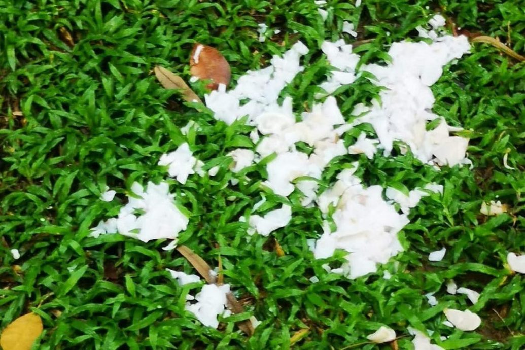 *已签发*柔:狮城二三事:鸡啼扰梦乌鸦啄人 狮城义顺环路居民:鸟患严重