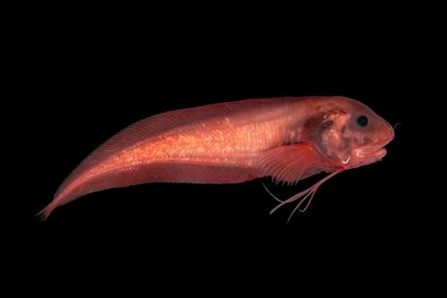 拼盘 “线鳍蜗牛鱼”