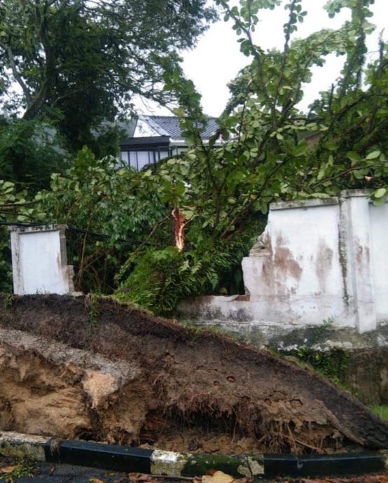 暴风雨袭双溪龙镇 7地点树倒险压车