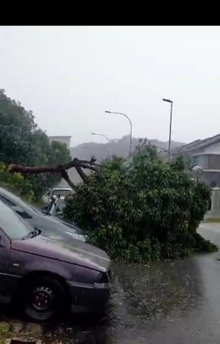 暴风雨袭双溪龙镇 7地点树倒险压车