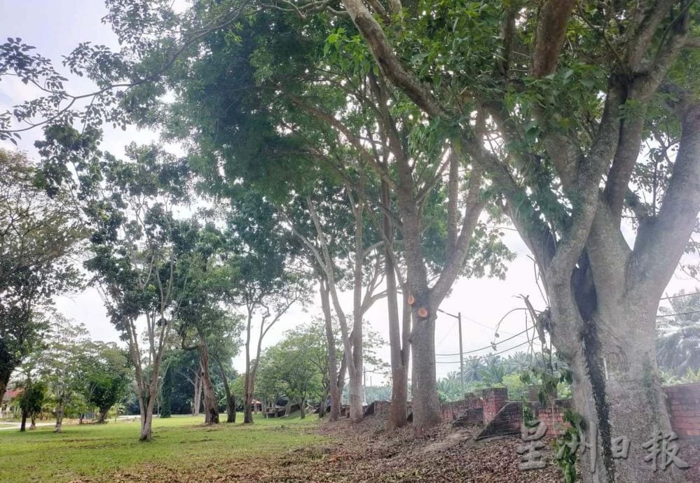 曼绒市议会聘树艺师 20区展开修剪树木工作