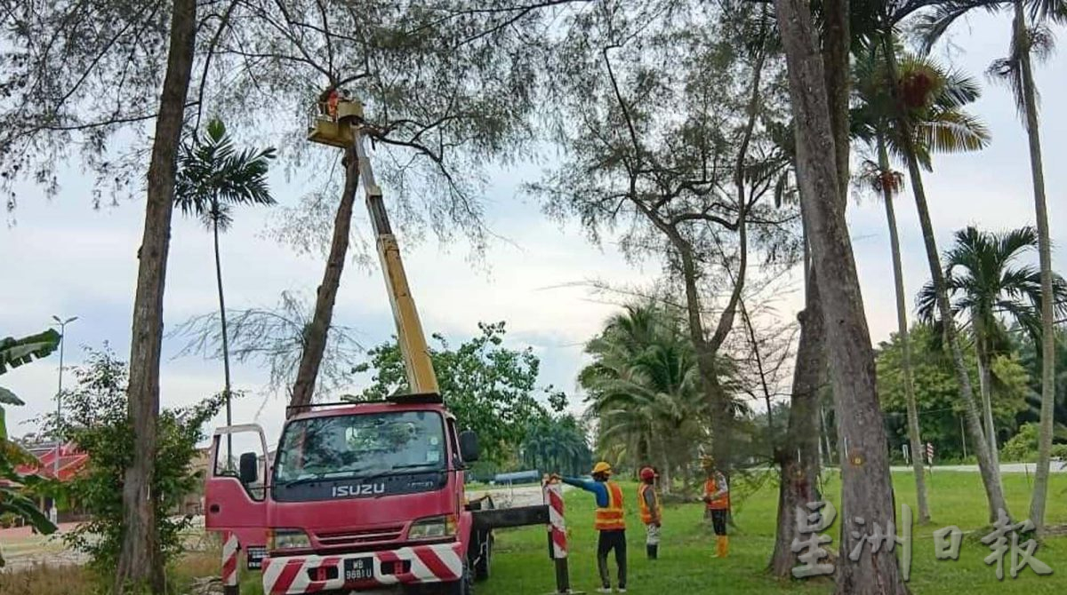 曼绒市议会聘树艺师 20区展开修剪树木工作