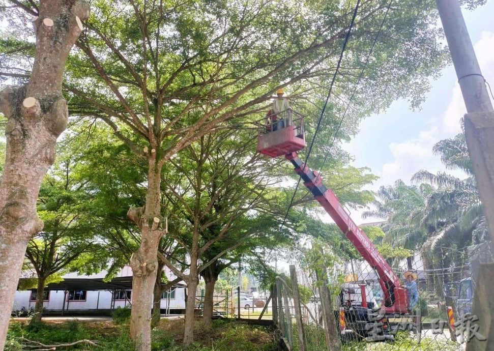 曼绒市议会聘树艺师 20区展开修剪树木工作