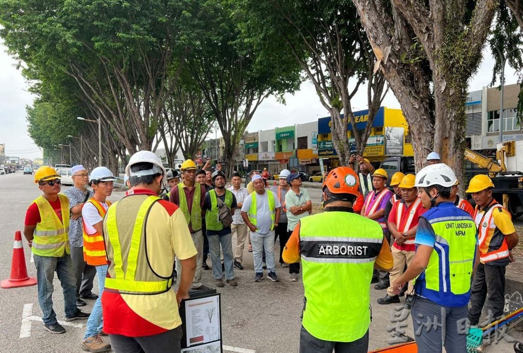 曼绒市议会聘树艺师 20区展开修剪树木工作