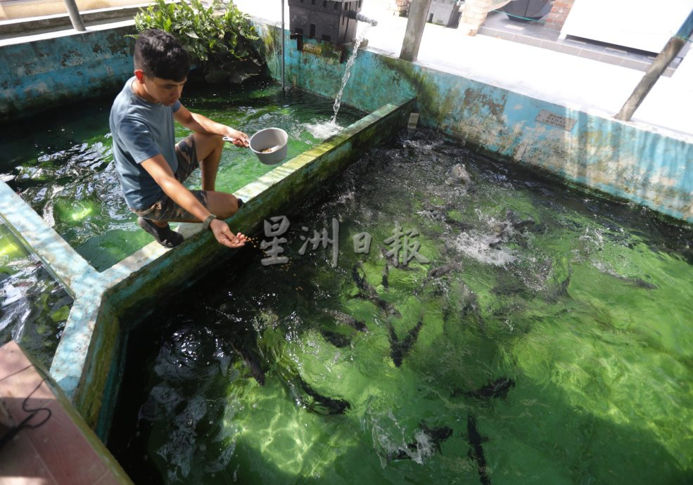 柔:【特稿】: 养殖人12年心血大放异彩 吉罗鱼鱼场 成旅游景点