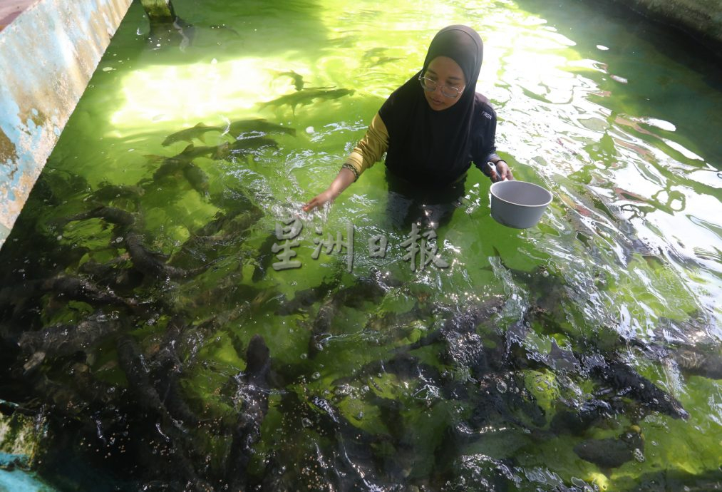 柔:【特稿】: 养殖人12年心血大放异彩 吉罗鱼鱼场 成旅游景点