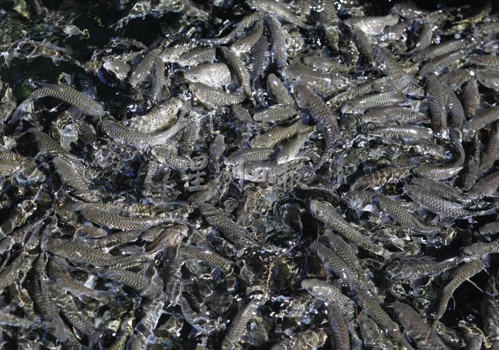 柔:【特稿】: 养殖人12年心血大放异彩 吉罗鱼鱼场 成旅游景点