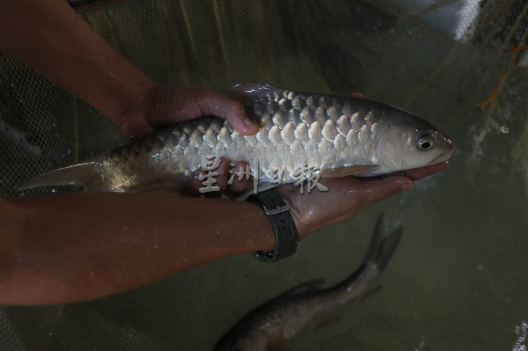 柔:【特稿】: 养殖人12年心血大放异彩 吉罗鱼鱼场 成旅游景点