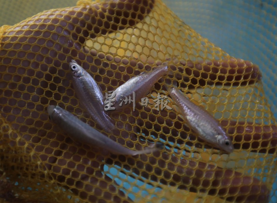 柔:【特稿】: 养殖人12年心血大放异彩 吉罗鱼鱼场 成旅游景点