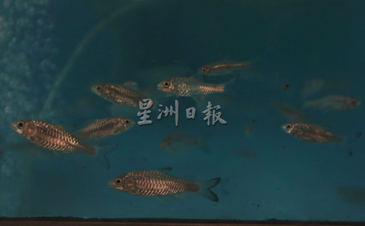 柔:【特稿】: 养殖人12年心血大放异彩 吉罗鱼鱼场 成旅游景点