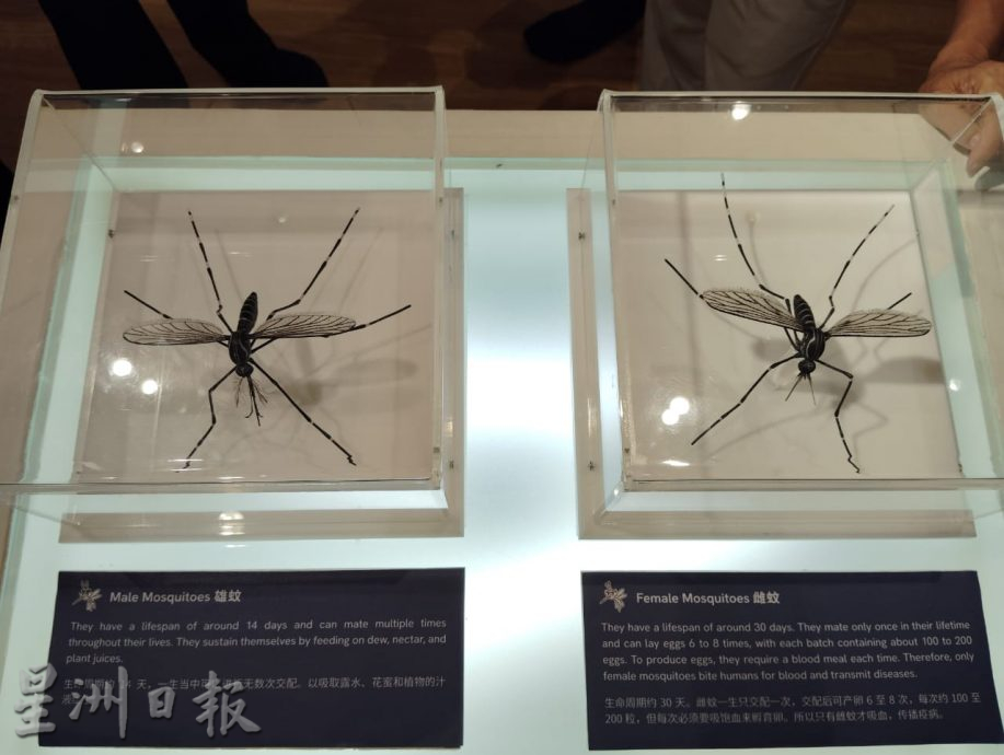 柔:【特稿】:“防疫战斗营” 寓教于乐方式加深公众对3疾病的认识